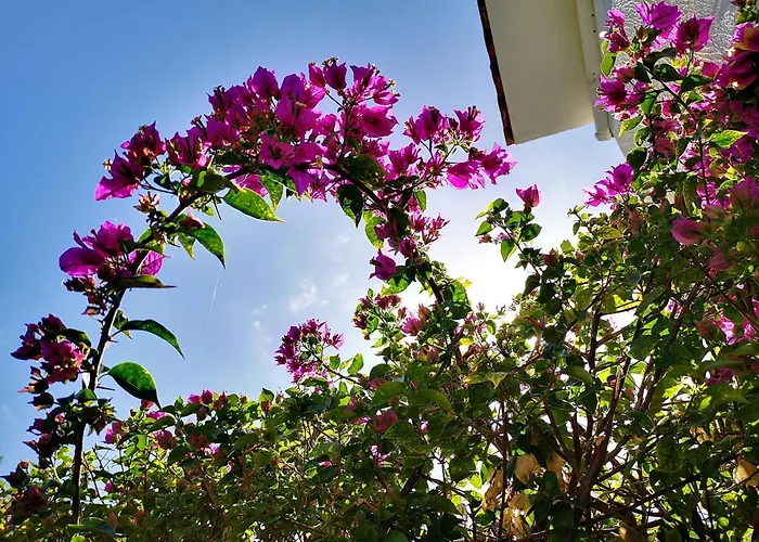 Tedy'S Townhouse-Margarita Gardens